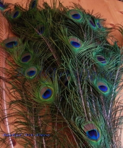 Pawie Pióra- Polskie - Pamiątki z Krakowa